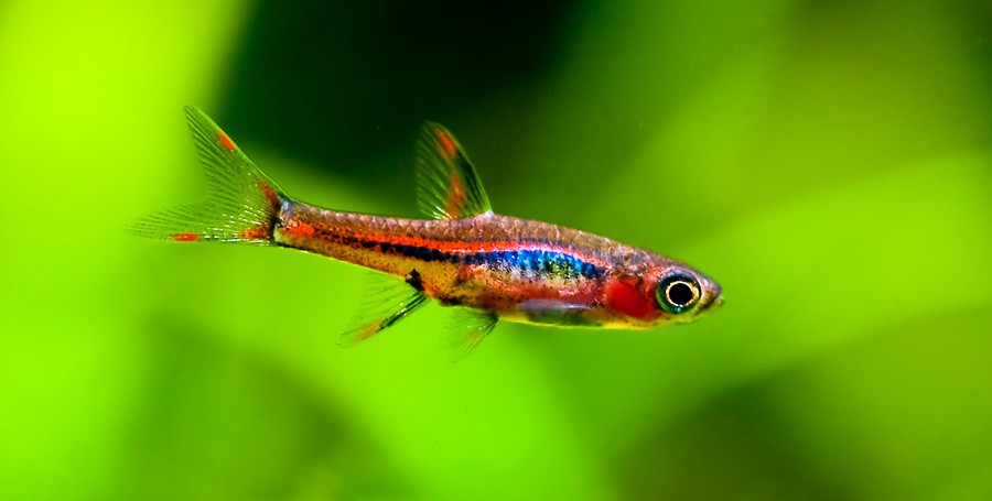 Boraras