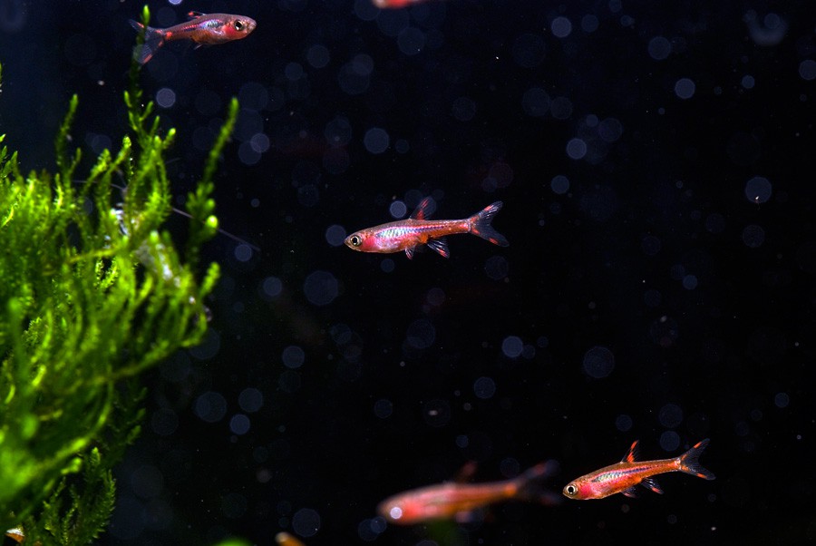 Boraras Brigittae 2