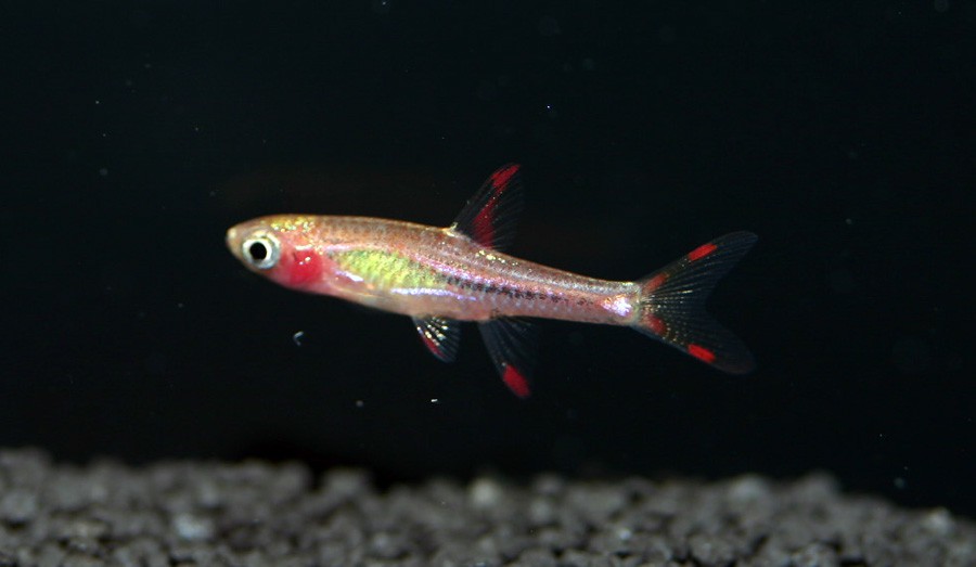 Boraras Brigittae 3