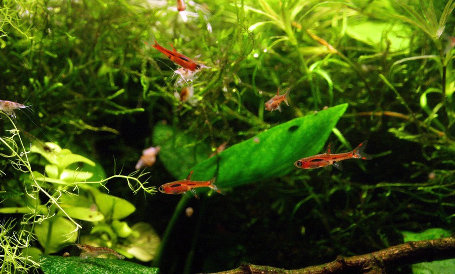 Boraras Brigittae 4