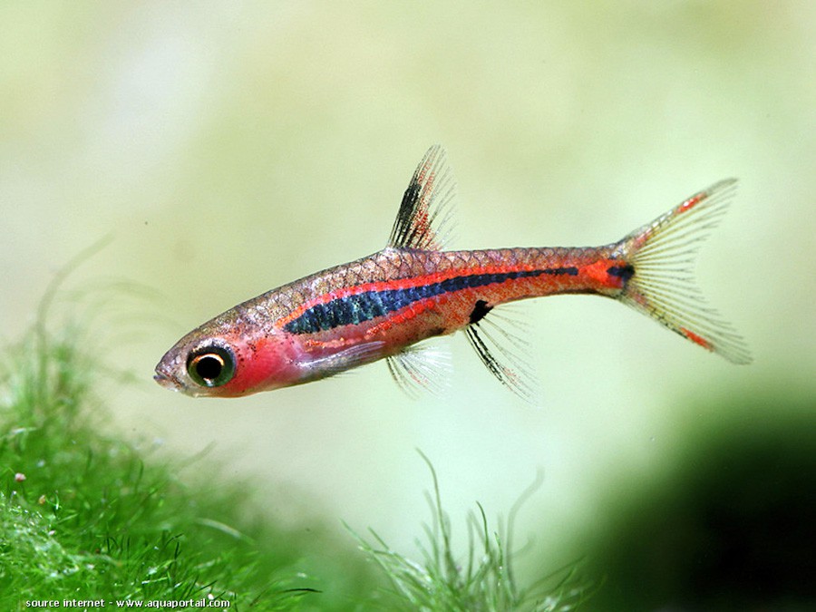 Boraras Brigittae 6