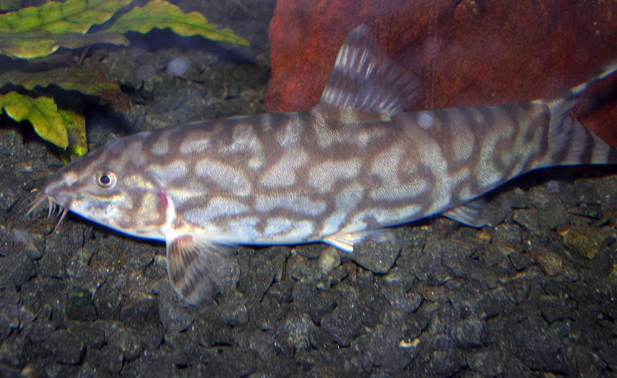 Botia Lohachata