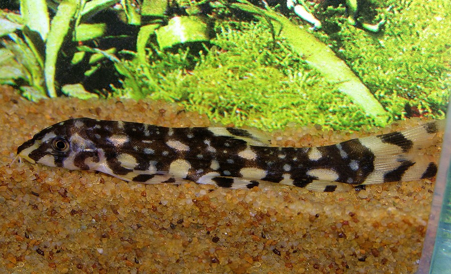Botia Kubotai 2