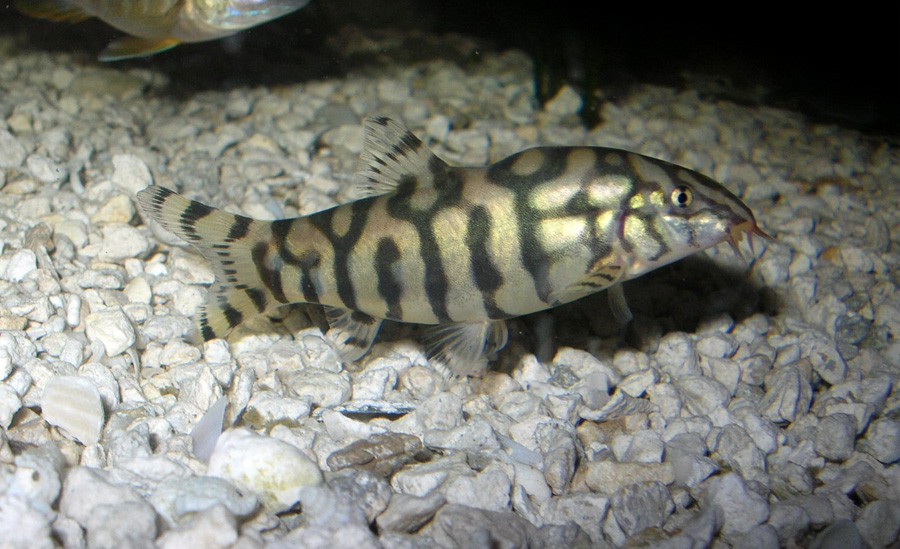 Botia Kubotai 4