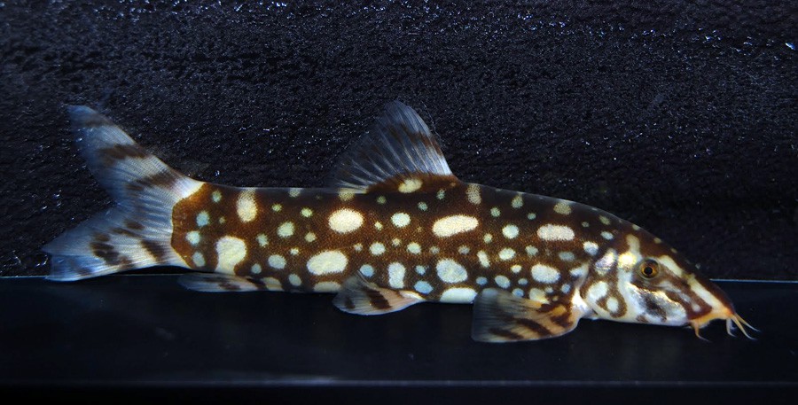 Botia Kubotai 5