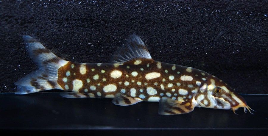 Botia Kubotai 5