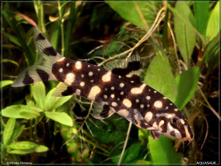Botia Kubotai 6