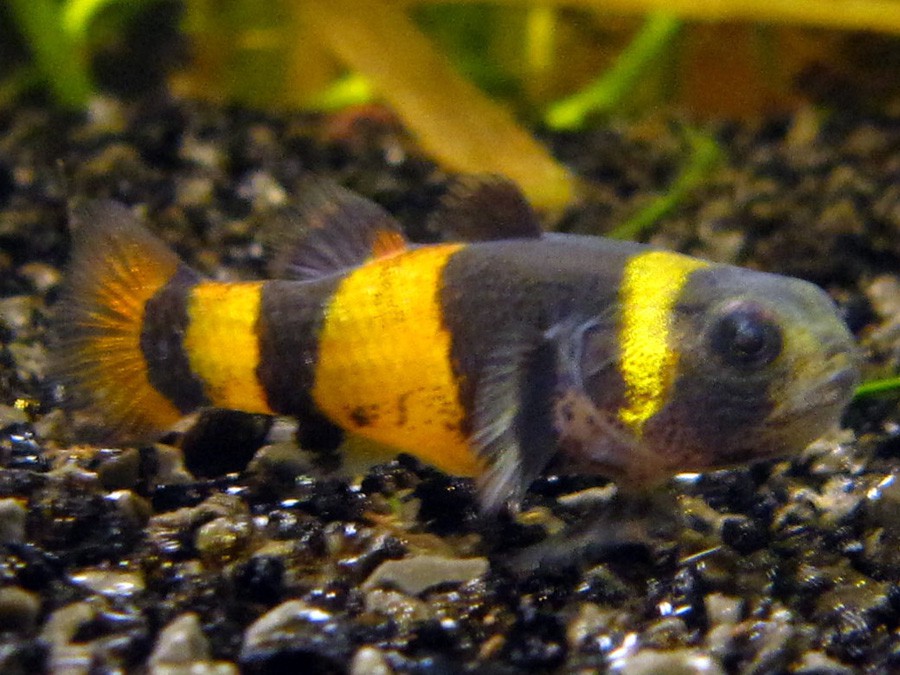 Brachygobius Xanthozona 2