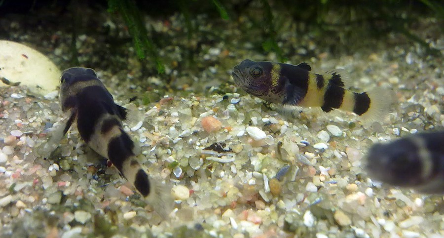 Brachygobius Xanthozona 3