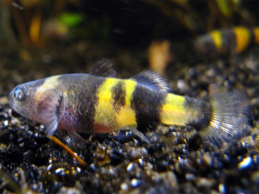 Brachygobius Xanthozona 4