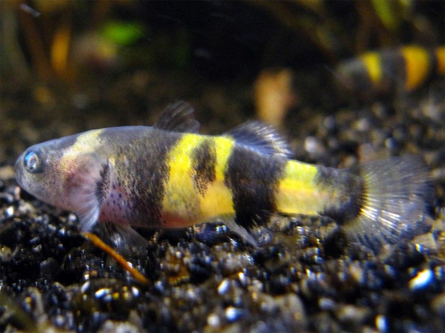 Brachygobius Xanthozona 4