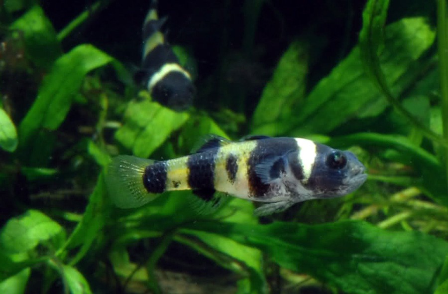 Brachygobius Xanthozona 5