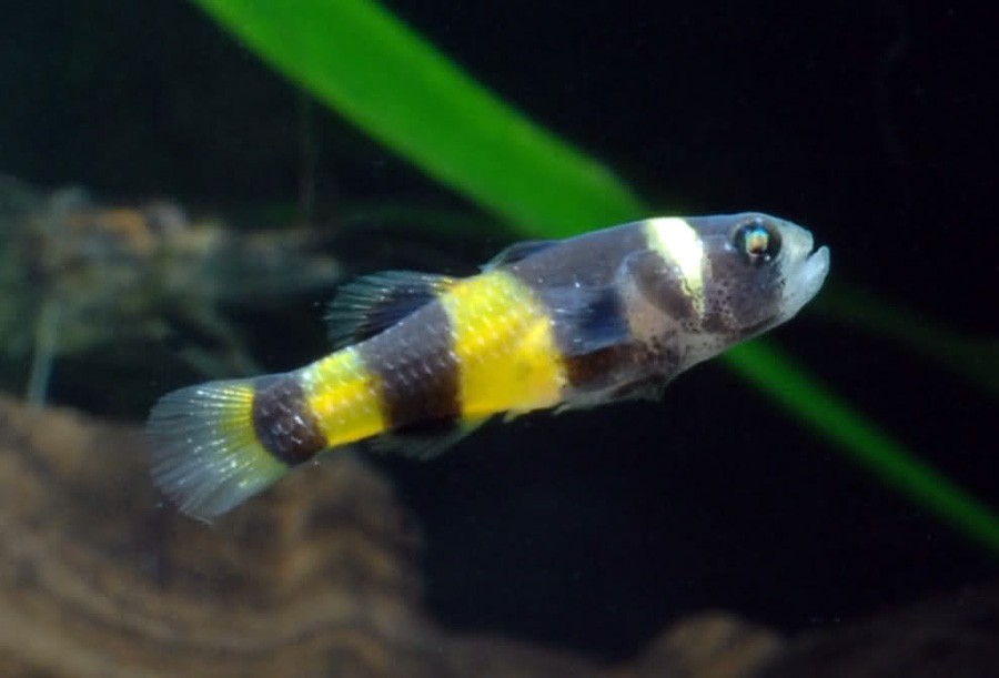 Brachygobius Xanthozona 6