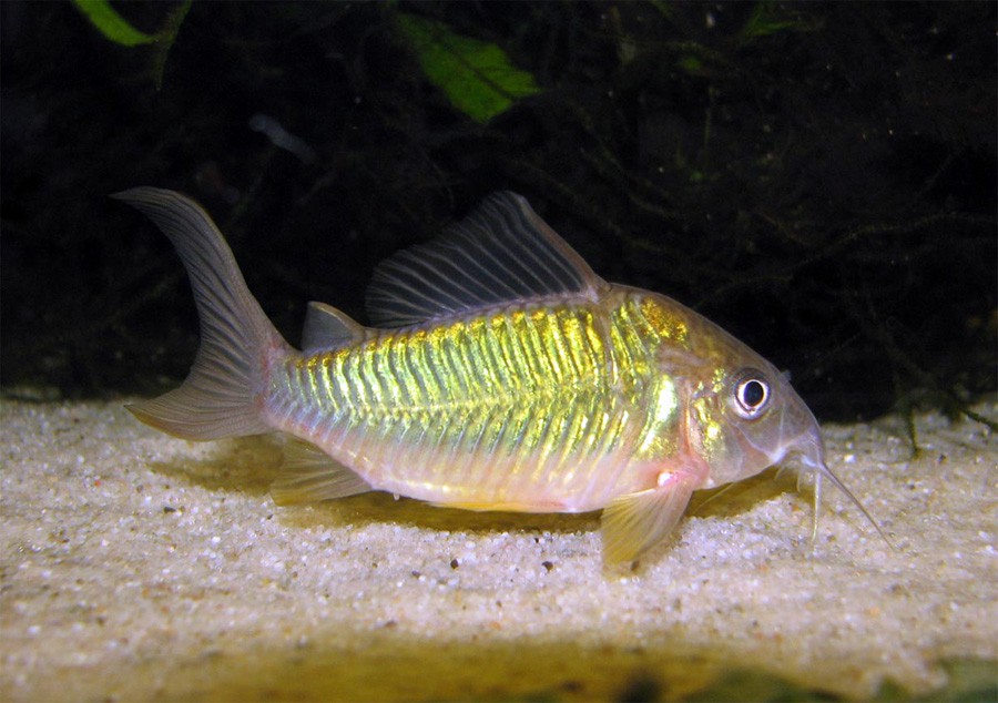 Brochis Splendens