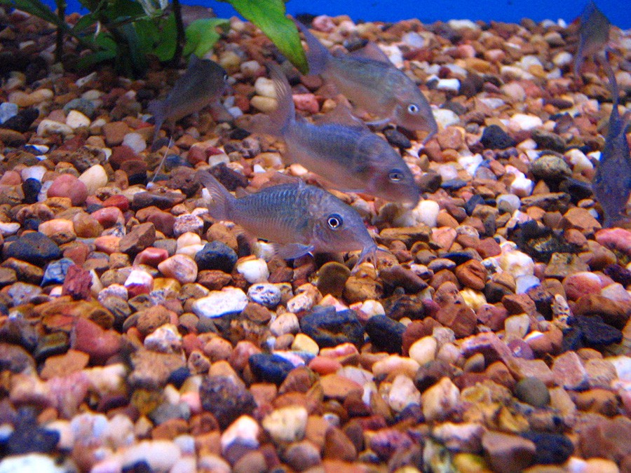 Brochis Splendens 2