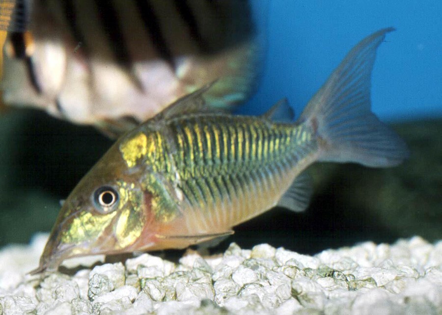 Brochis Splendens 3