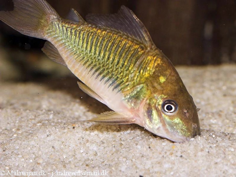 Brochis Splendens 5