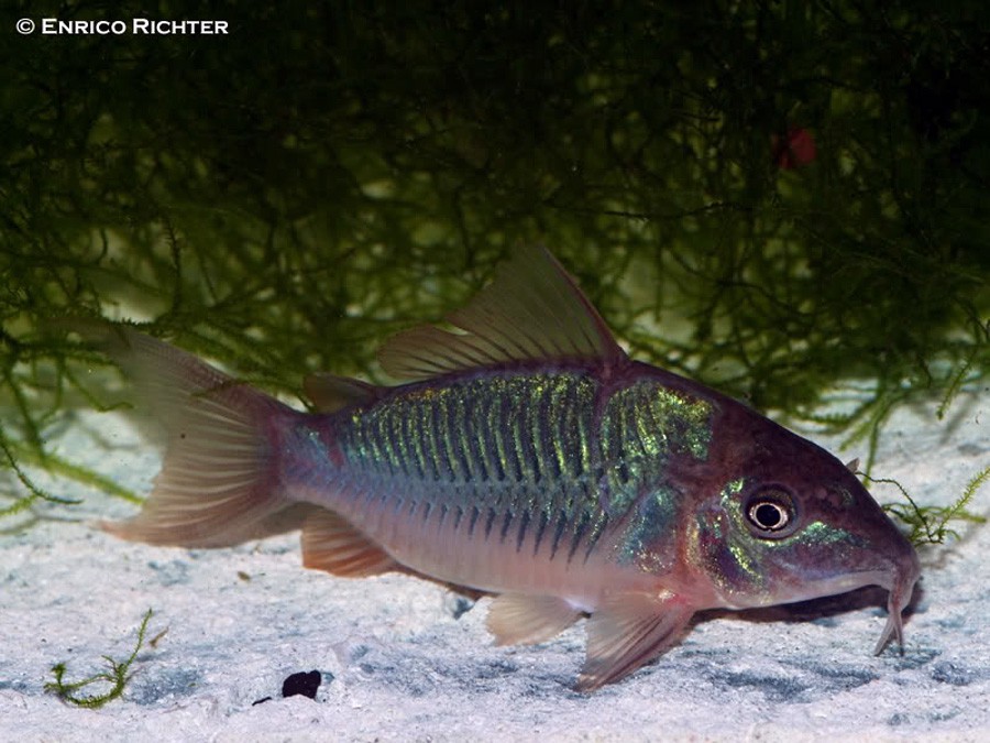 Brochis Splendens 6