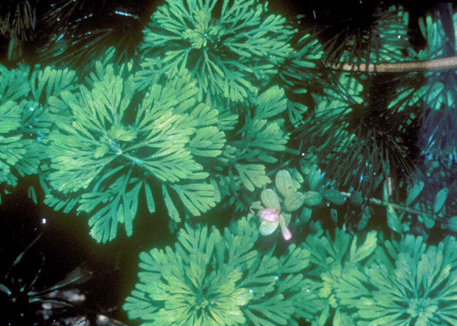 Carolina fanwort