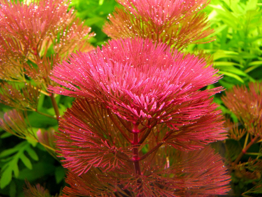 Cabomba roja