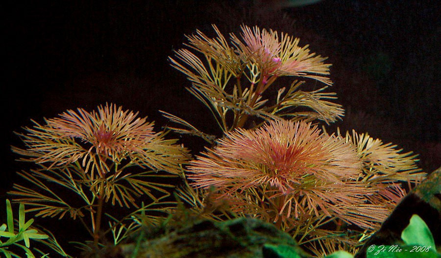 Cabomba Furcata 2