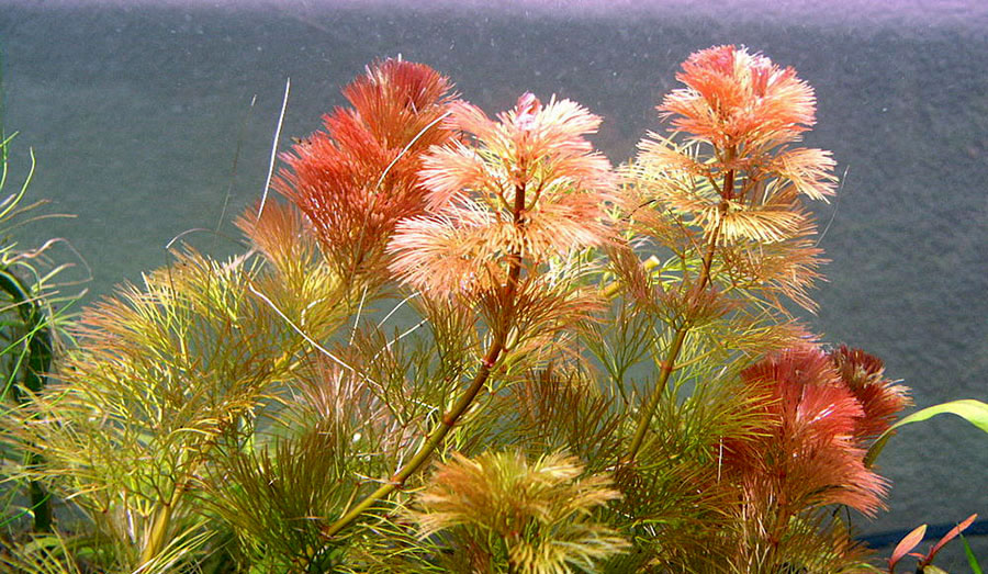 Cabomba Furcata 3
