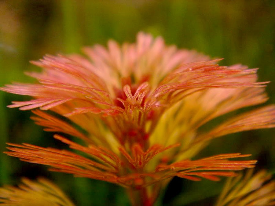 Cabomba Furcata 4