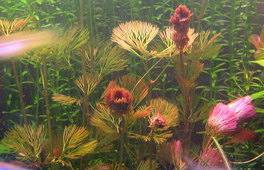Cabomba Furcata 5