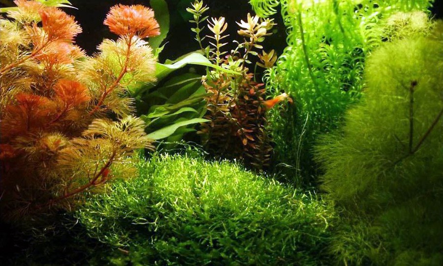 Cabomba Furcata 6