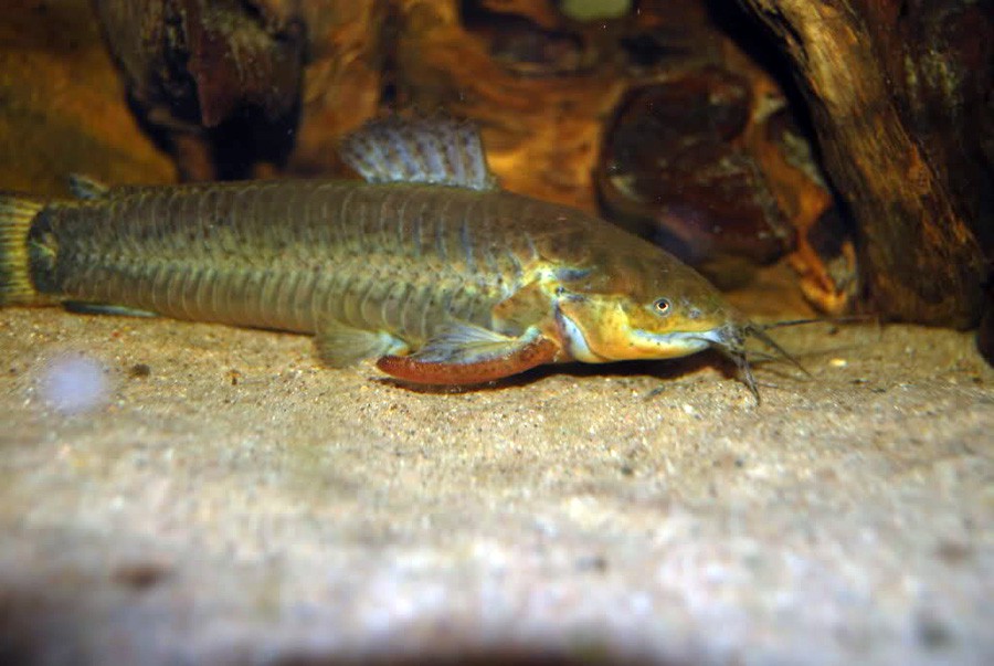 Callichthys Callichthys 2
