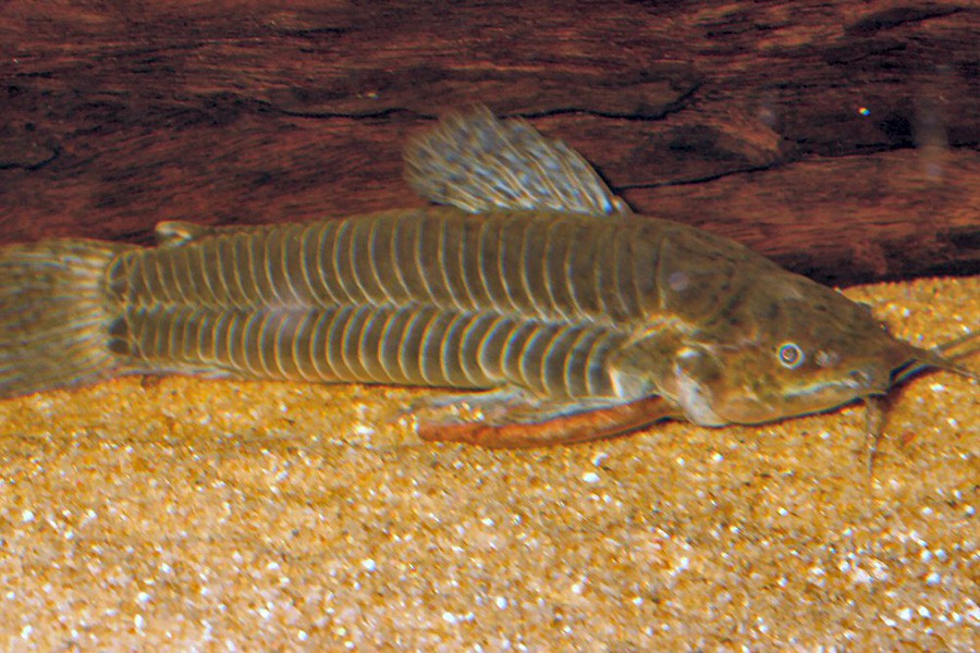 Callichthys Callichthys 3