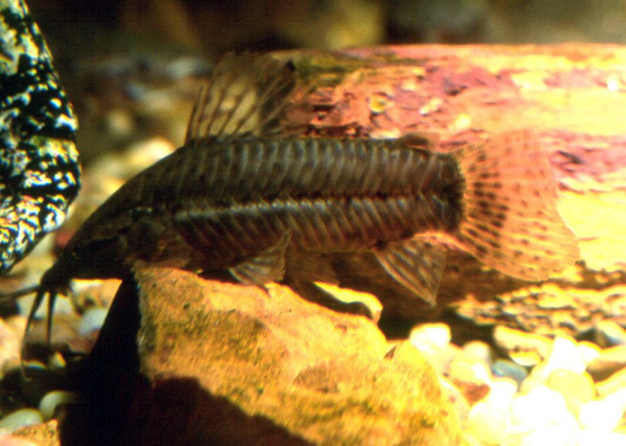 Callichthys Callichthys 4