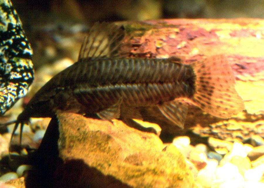Callichthys Callichthys 4