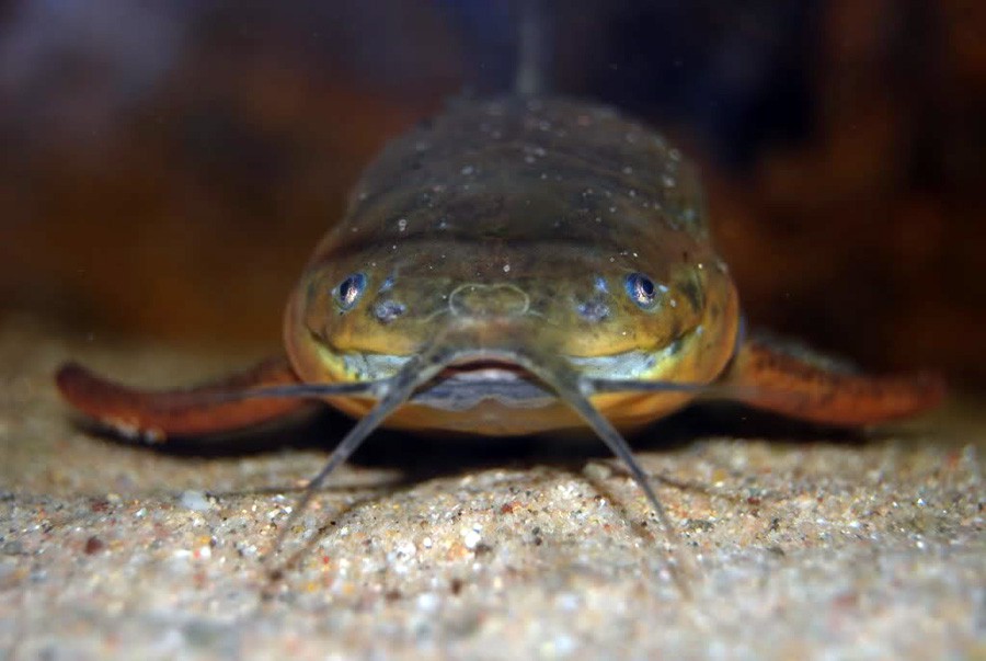 Callichthys Callichthys 5