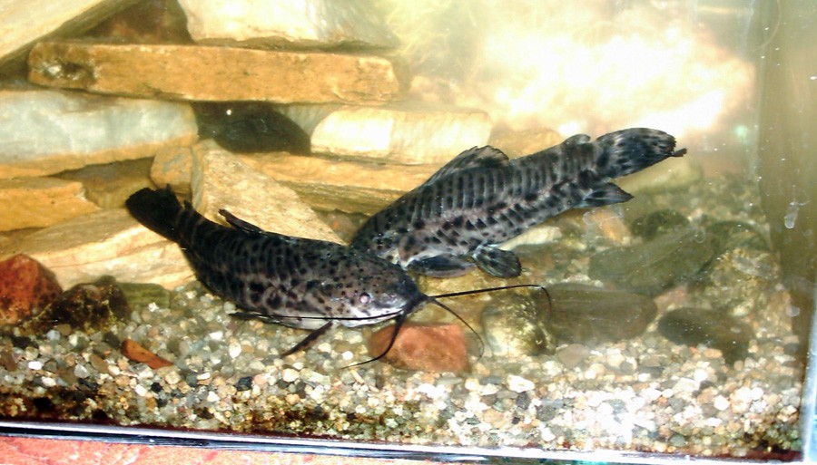 Callichthys Callichthys 6