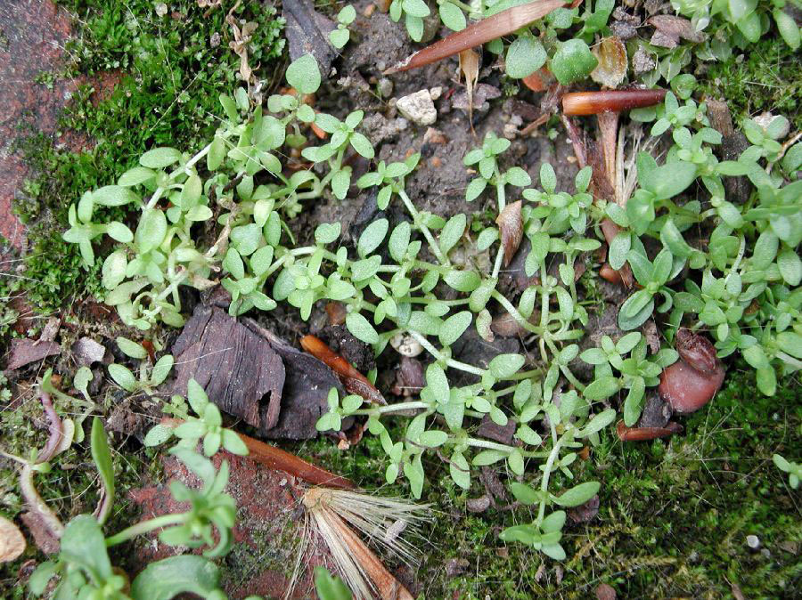 Starwort Terrestre