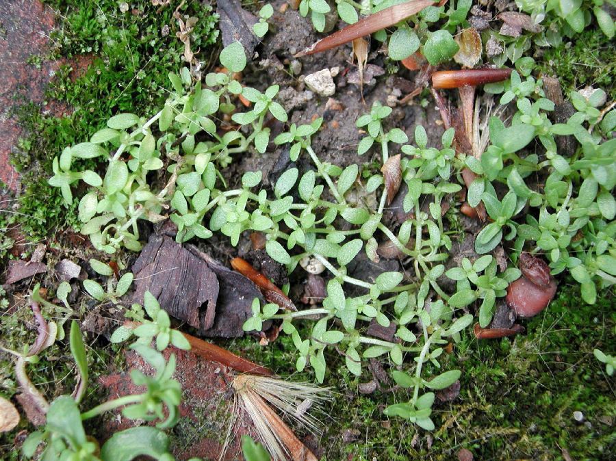 Starwort Terrestre