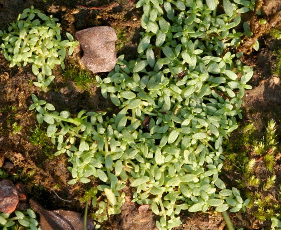 Callitriche Terrestris 2