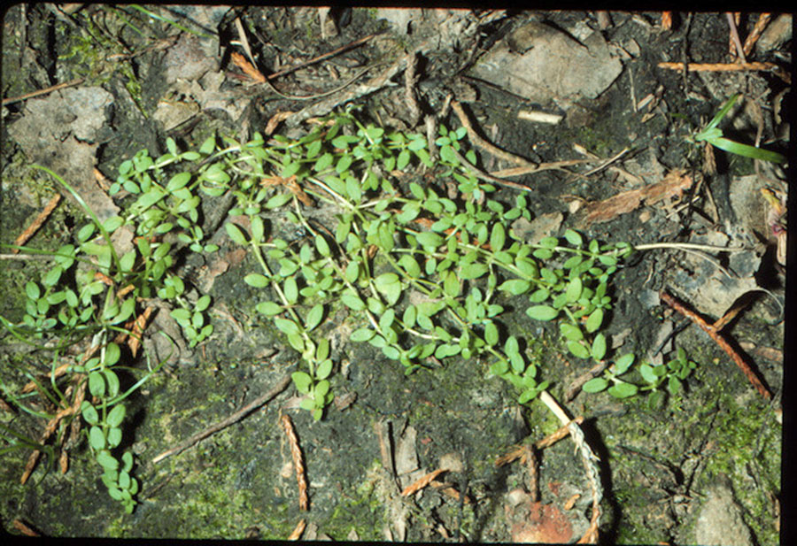 Callitriche Terrestris 4