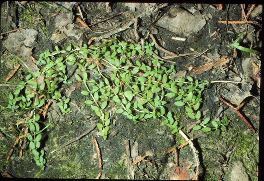 Callitriche Terrestris 4