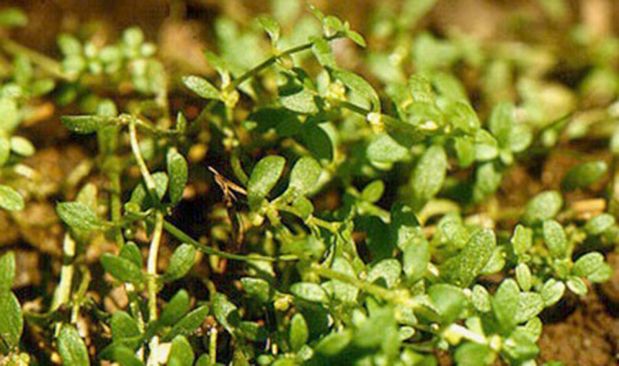 Callitriche Terrestris 5
