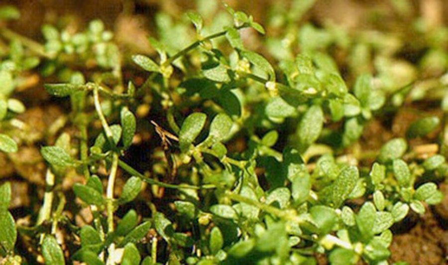 Callitriche Terrestris 5
