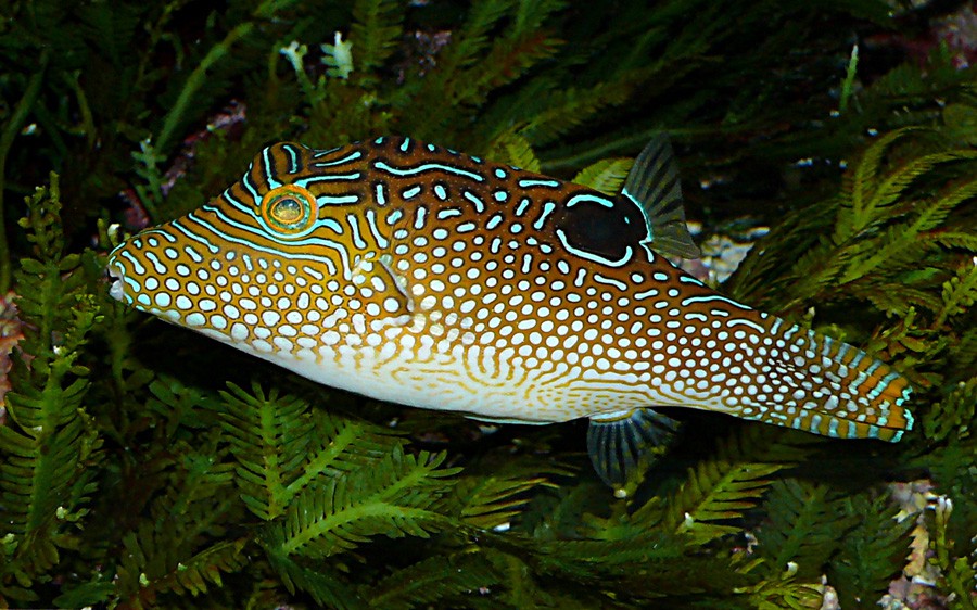 Canthigaster Solandri 2
