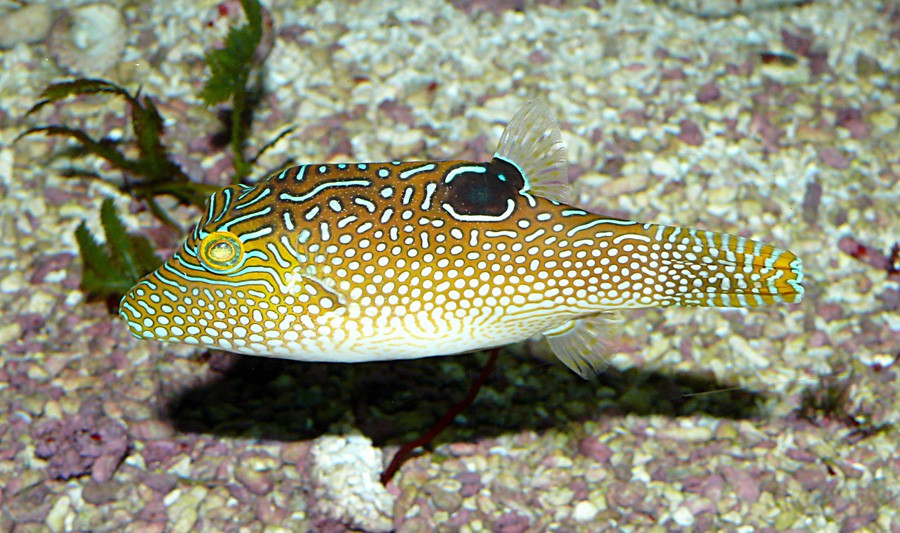 Canthigaster Solandri 3