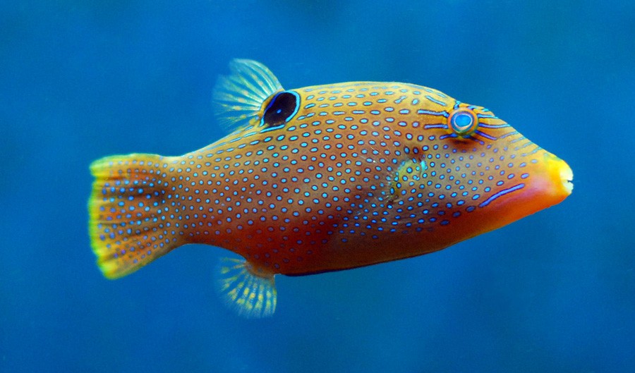 Canthigaster Solandri 4