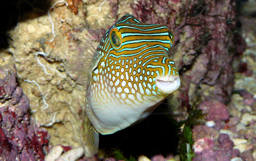 Canthigaster Solandri 5