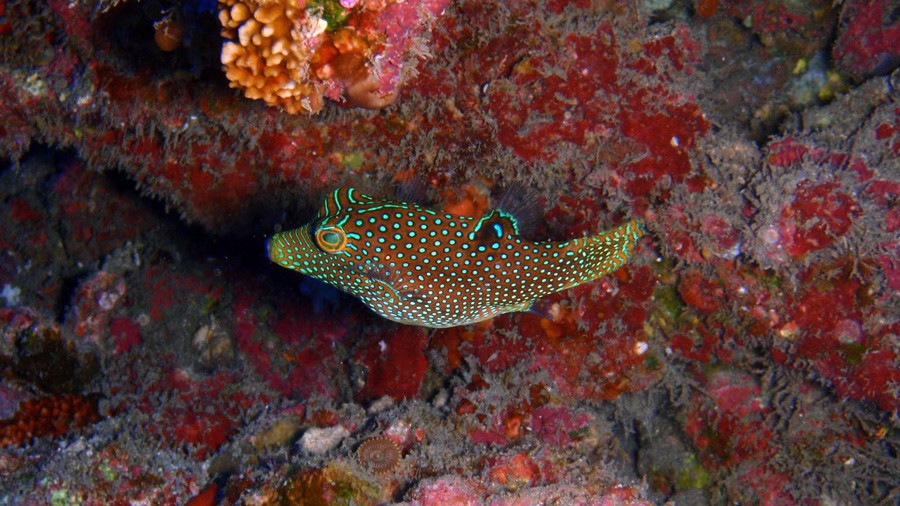 Canthigaster Solandri 6