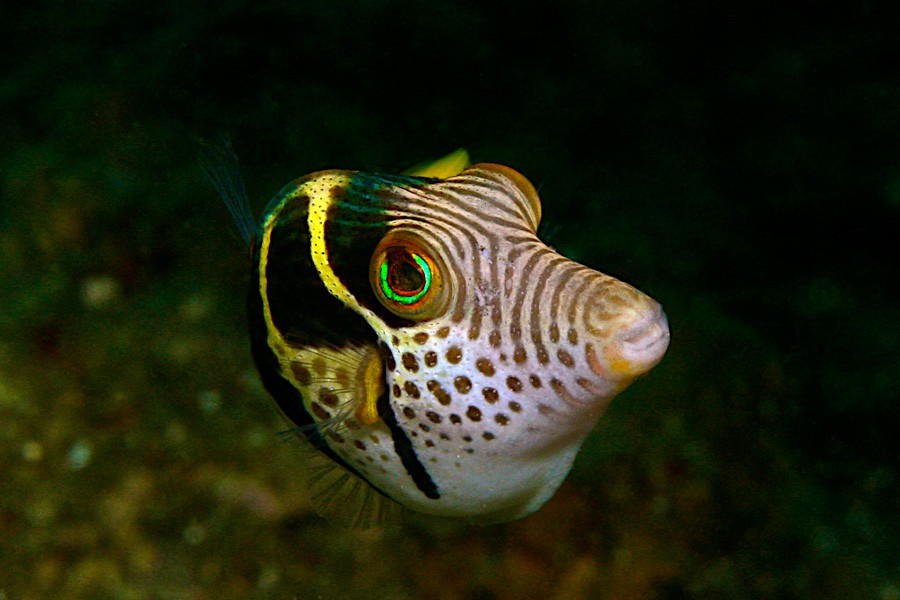Canthigaster Valentini 2
