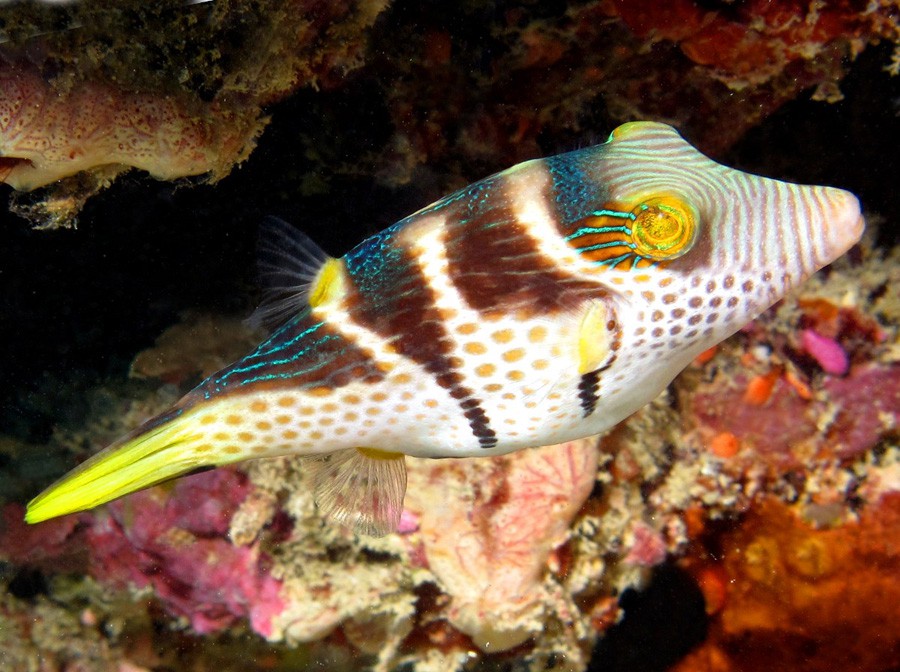 Canthigaster Valentini 3
