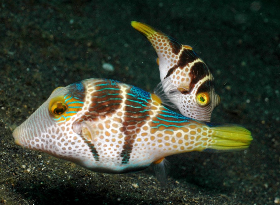 Canthigaster Valentini 4